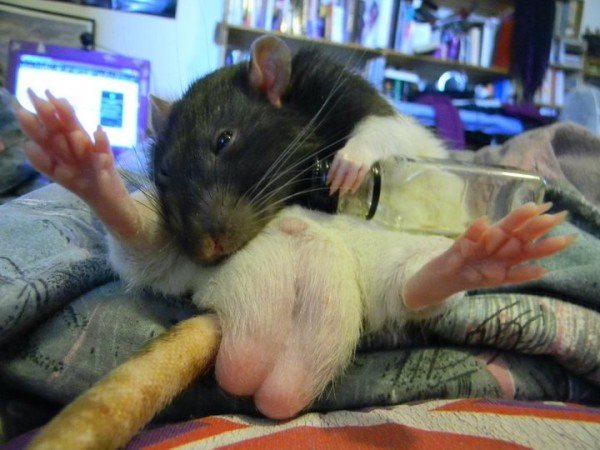 ^ABDB53E67919C31A3E41415EFCCCC455D7DA52F2F4AD58A562^pimgpsh_fullsize_distr